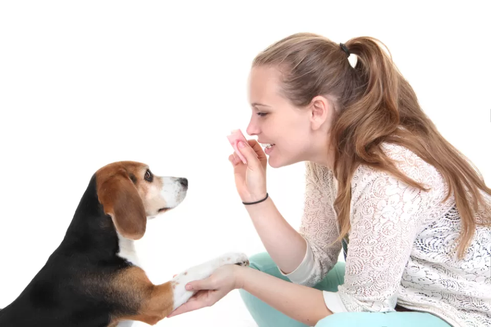 Pet Dog